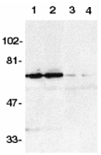 Antibody product image